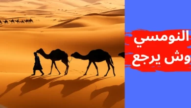 النومسي وش يرجع